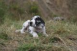 DOGUE ALLEMAND 934